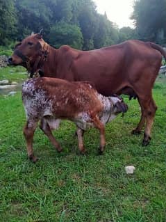 cow with baby for sale