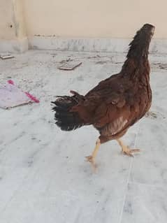 pure aseel hen with 4 chicks