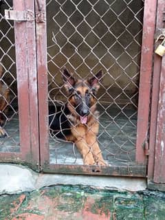 German Shepherd Puppy Available