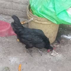 hen for sale