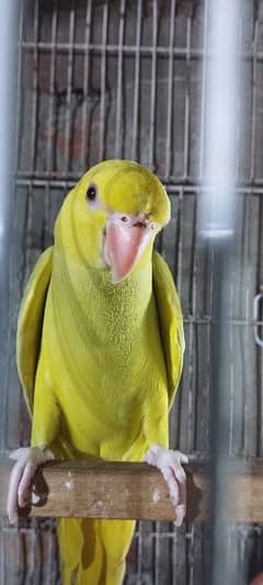 yellow had yellow tail parrot