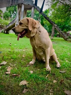 Female British Golden Labrador PKC pedigreed breeder for sale