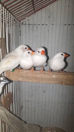 snow white finch Breader pairs