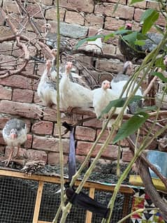 Guinea fowl chicks (Chokor), tetri, charakh eggs