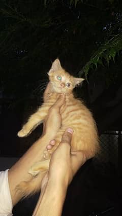Persian Cat (Kitten)03-02-33-87-196