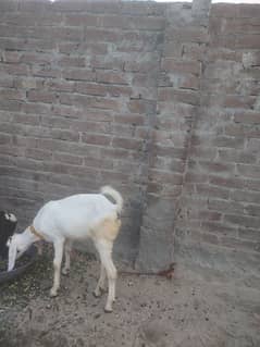 one male and one female goat baby for sale 03438729089