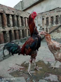 Aseel hen pair murgha or murghi for sale