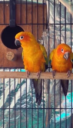 Sun Conure Breeder Pair with DNA