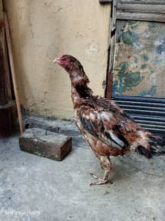 Aseel hen for sale with one 2weeks chicks