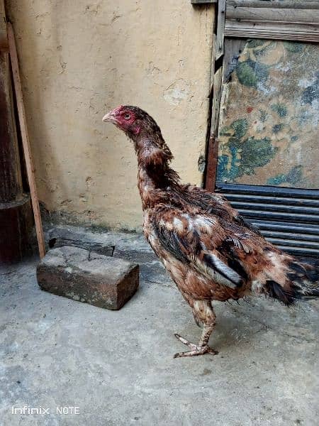 Aseel hen for sale. pure aseel 0