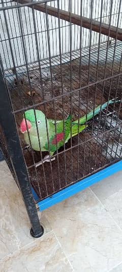 female parrot for sale breader