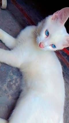 persian double coated cat/blue eye