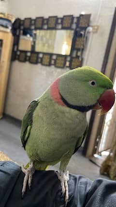 Raw parrot full tame Face to face talking parrot full friendly. . . .