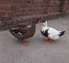 2 female ducks for sale