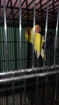 Different veriety of birds and parrots availabe. . .
