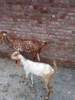 4 janwar 1 makhi cheeni bakri with female path 1 betal bakri with path