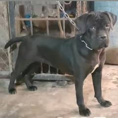 Cane Corso imported PAIR