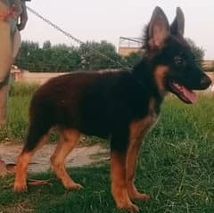 German Shepard Duval cout female for sale