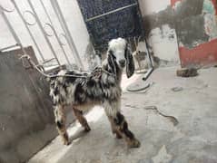 nachi bakra