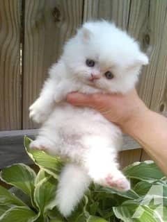 Cute White Persian female Kitten Triple Coated