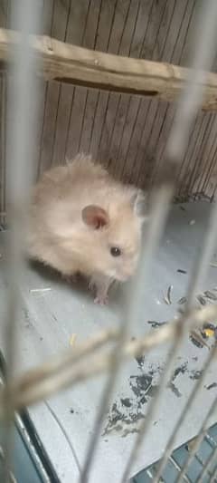 Hand tame hamster