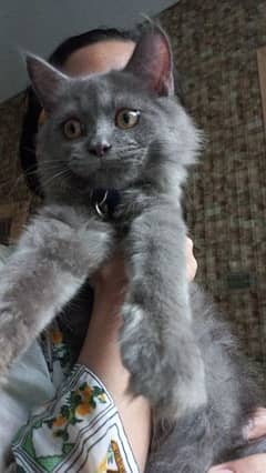 male persian cat for sale