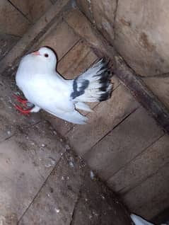 beautiful pigeon for sale