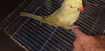hand tamed parrot