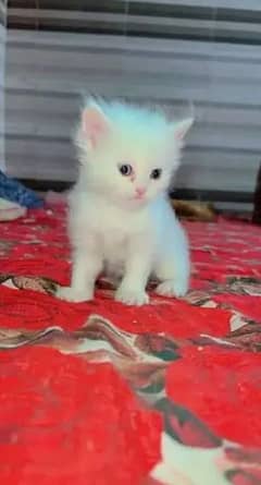 pareshan cat for sale WhatsApp number 0326/74/83/108