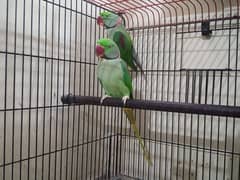 Kashmiri parrots 0