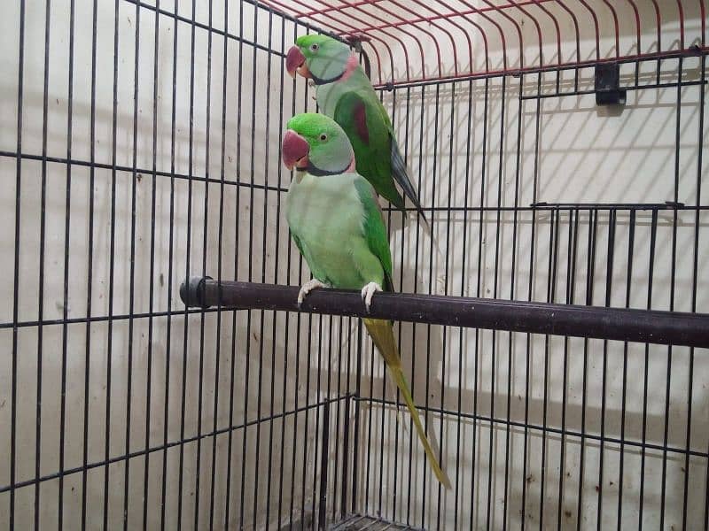 Kashmiri parrots 0