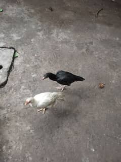 mianwali white and black hen