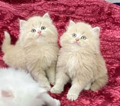 Persian kittens pair triple coat for sale contact whatsap 03228726747