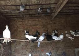 all pigeons for sale