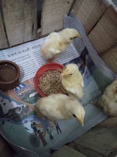 white aseel chicks