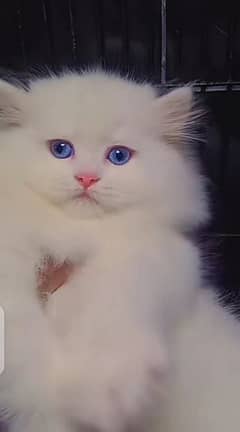 Pareshan cat for sale 2 month age WhatsApp number 03267720525
