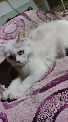 WHITE PERSIAN CAT (Blue Eyes)