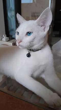 Khao maane / Diamond eye cat