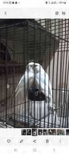 Australian Parrots [2-Pair) for sale