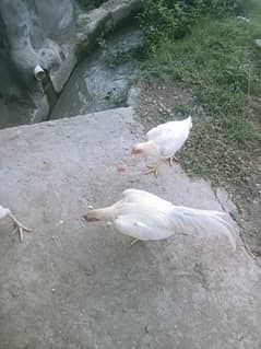 white aseel for sale