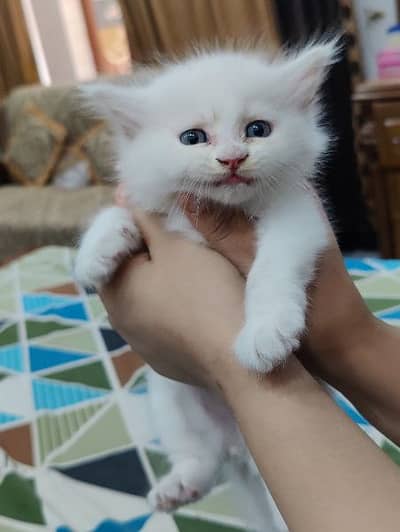 Persian Kitten