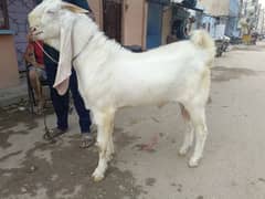 Gulabi andul bakra for sale