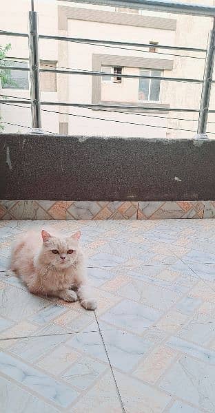 Persian triple coat punch face female cat 1