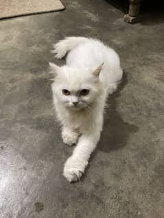 Persian cat