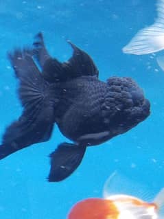 Black Oranda Pair