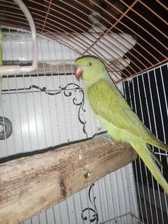 Assalamualaikum ringneck parrot for sale