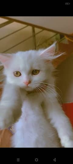 peki kitten / Persian cat / Persian kittens /triple coated /punch face