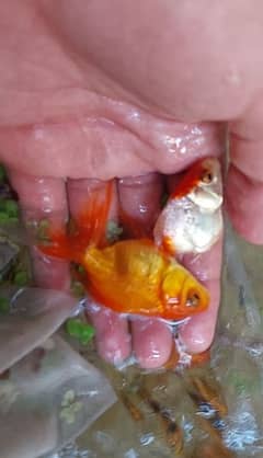 Goldfish and Black Moor Fish