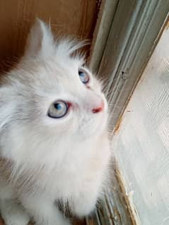 Trained  double coated persian kitten for sale. . 03315610264