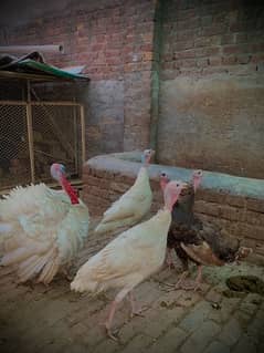 very beautiful pair, turkey bird black main bi mil jye ga